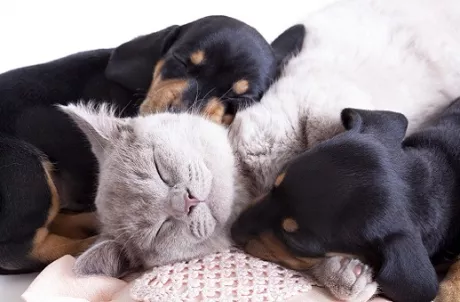 Premium Katzenfutter online kaufen — alsa-hundewelt