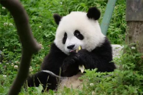 Homepage | Giant Panda Friends International