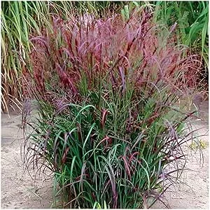 1 x Panicum virgatum 'Squaw' im 1 Liter Topf (Ziergras/Gräser/Winterhart/Mehrjährig/Staude/Stauden) Feuerrote Rutenhirse - Ziergras mit leuchtendem Farbenspiel - von Stauden Gänge : Amazon.de: Garten