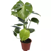 Topf-Ø ca. 12 cm Monstera OBI